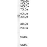 Western Blot - Anti-QKI Antibody (A83456) - Antibodies.com