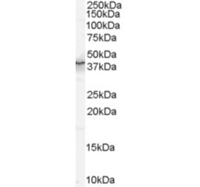 Western Blot - Anti-QKI Antibody (A83456) - Antibodies.com