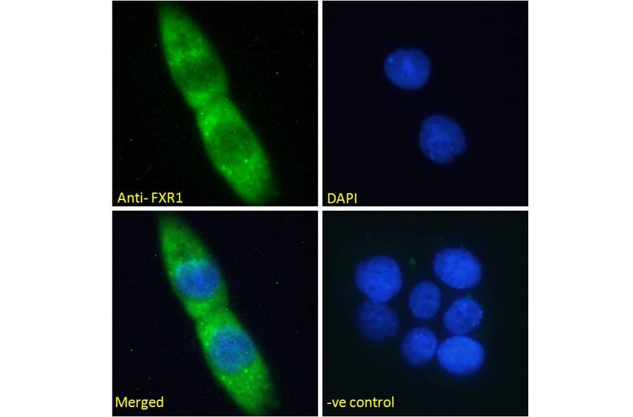 Immunofluorescence - Anti-FXR1 Antibody (A83457) - Antibodies.com