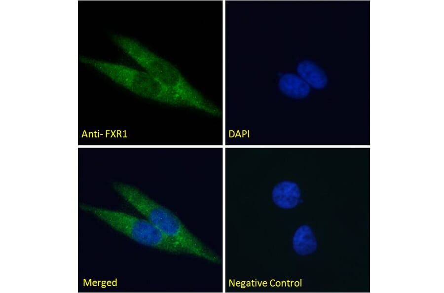 Immunofluorescence - Anti-FXR1 Antibody (A83457) - Antibodies.com