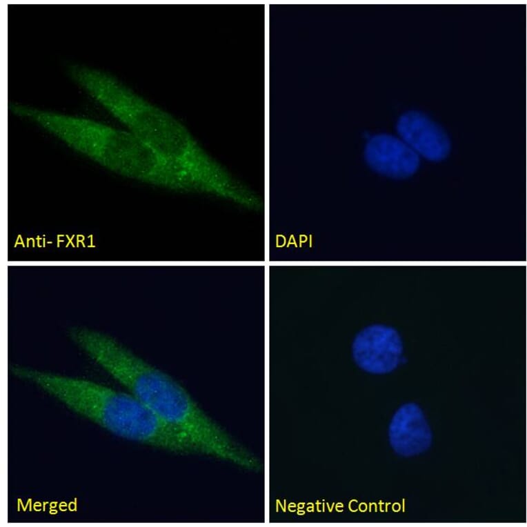 Immunofluorescence - Anti-FXR1 Antibody (A83457) - Antibodies.com