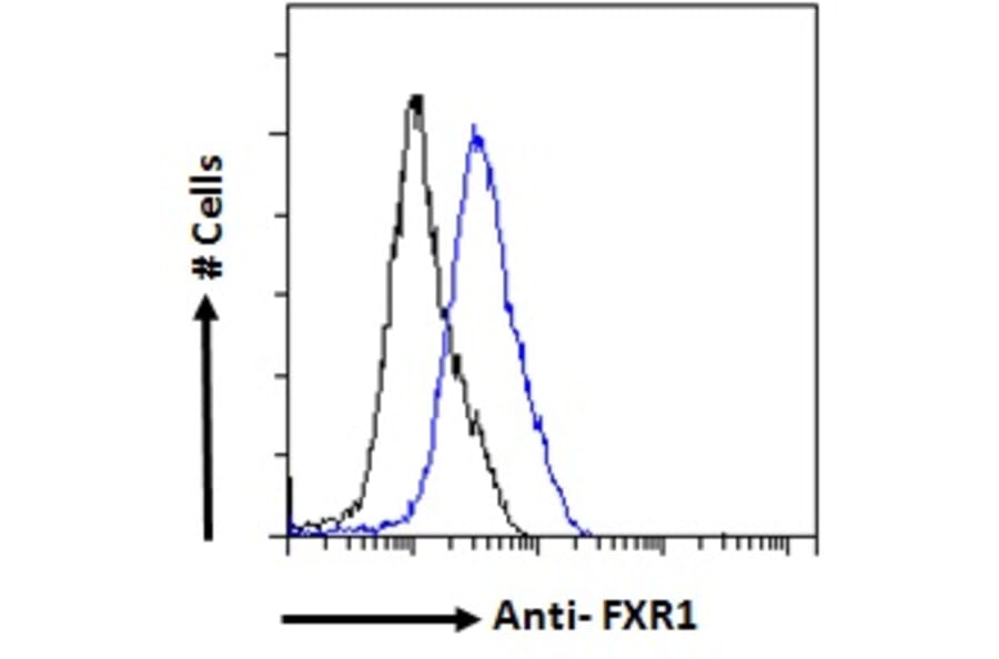 Flow Cytometry - Anti-FXR1 Antibody (A83457) - Antibodies.com