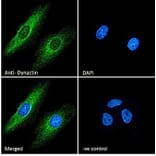 Immunofluorescence - Anti-DCTN1/p150-glued Antibody (A83458) - Antibodies.com