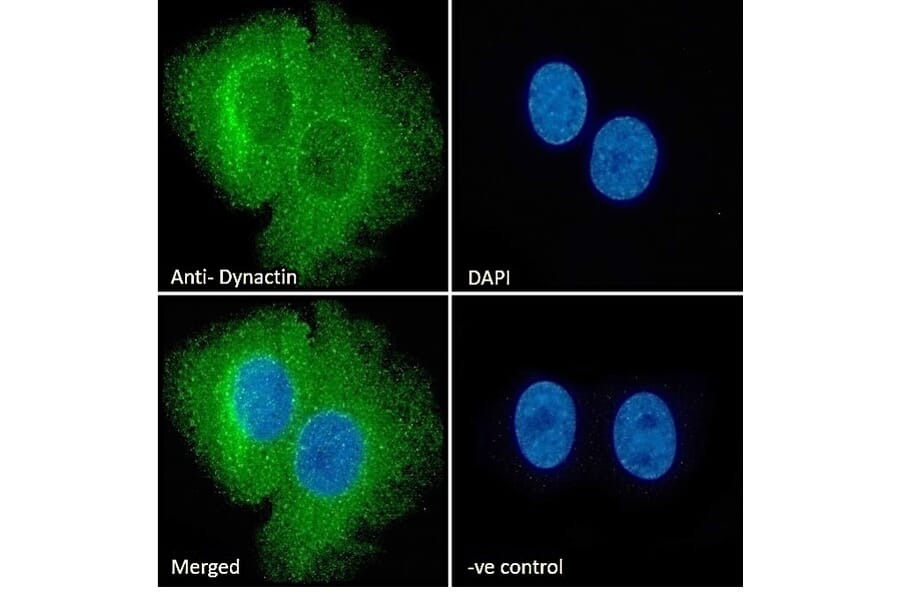 Immunofluorescence - Anti-DCTN1/p150-glued Antibody (A83458) - Antibodies.com