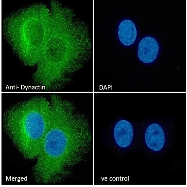 Immunofluorescence - Anti-DCTN1/p150-glued Antibody (A83458) - Antibodies.com