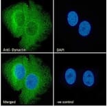 Immunofluorescence - Anti-DCTN1/p150-glued Antibody (A83458) - Antibodies.com