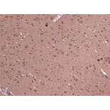 Immunohistochemistry - Anti-DCTN1/p150-glued Antibody (A83458) - Antibodies.com