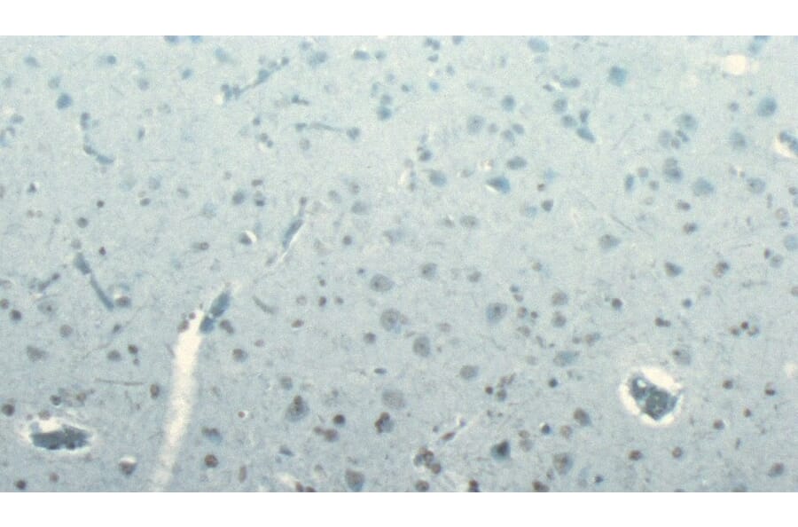 Immunohistochemistry - Anti-DCTN1/p150-glued Antibody (A83458) - Antibodies.com