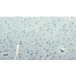 Immunohistochemistry - Anti-DCTN1/p150-glued Antibody (A83458) - Antibodies.com