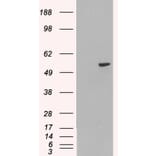 Western Blot - Anti-PAX8 Antibody (A83459) - Antibodies.com