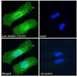 Immunofluorescence - Anti-Robo1 Antibody (A83460) - Antibodies.com