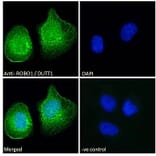 Immunofluorescence - Anti-Robo1 Antibody (A83460) - Antibodies.com