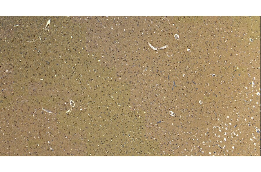 Immunohistochemistry - Anti-Robo1 Antibody (A83460) - Antibodies.com