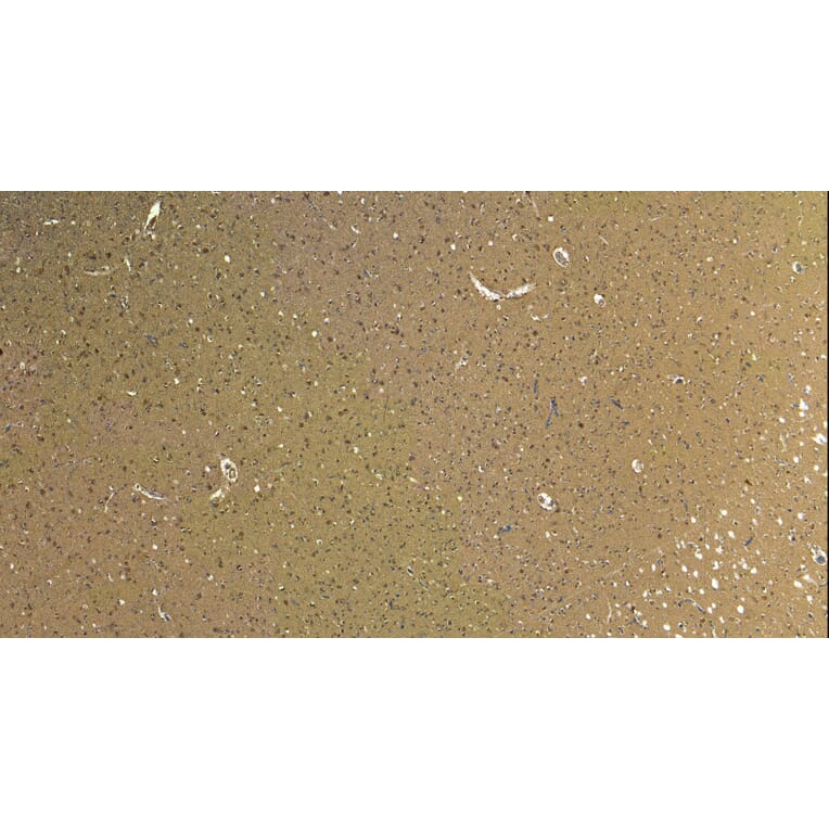 Immunohistochemistry - Anti-Robo1 Antibody (A83460) - Antibodies.com