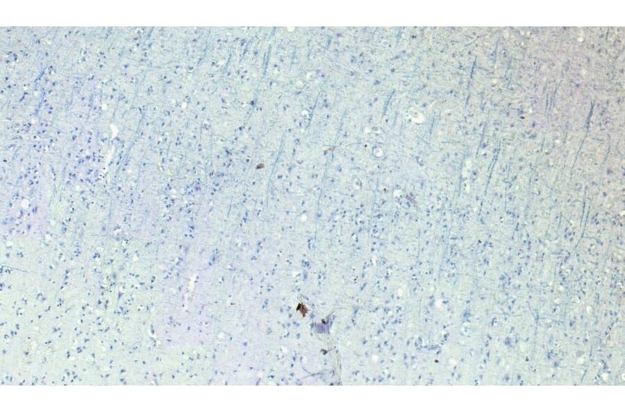 Immunohistochemistry - Anti-Robo1 Antibody (A83460) - Antibodies.com