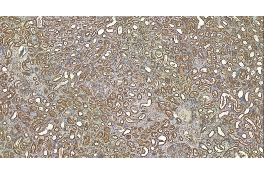 Immunohistochemistry - Anti-Robo1 Antibody (A83460) - Antibodies.com
