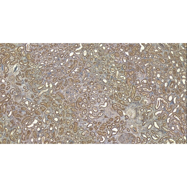 Immunohistochemistry - Anti-Robo1 Antibody (A83460) - Antibodies.com