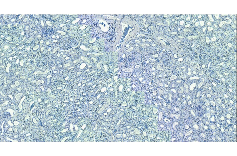 Immunohistochemistry - Anti-Robo1 Antibody (A83460) - Antibodies.com