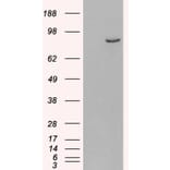 Western Blot - Anti-PDE4B Antibody (A83461) - Antibodies.com