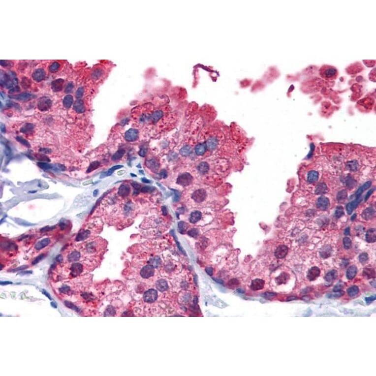 Immunohistochemistry - Anti-PDE4B Antibody (A83461) - Antibodies.com