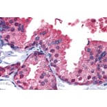 Immunohistochemistry - Anti-PDE4B Antibody (A83461) - Antibodies.com