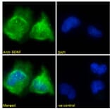 Immunofluorescence - Anti-BDNF Antibody (A83462) - Antibodies.com