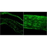 Immunofluorescence - Anti-BDNF Antibody (A83462) - Antibodies.com