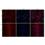 Immunohistochemistry - Anti-BDNF Antibody (A83462) - Antibodies.com