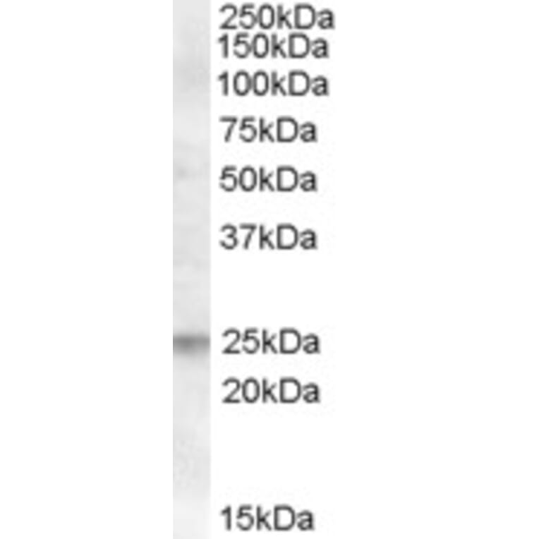 Western Blot - Anti-FAIM1 Antibody (A83464) - Antibodies.com