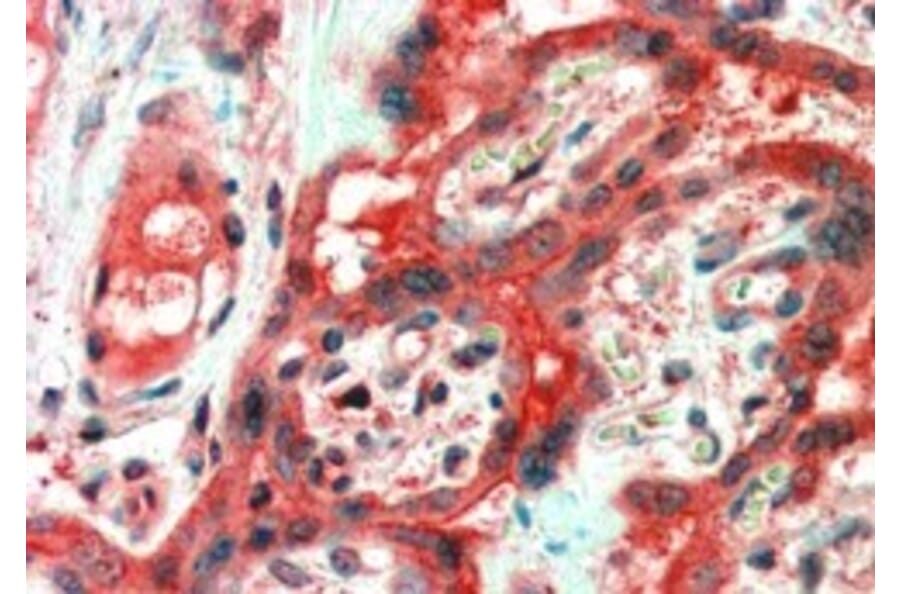 Immunohistochemistry - Anti-FAIM1 Antibody (A83464) - Antibodies.com