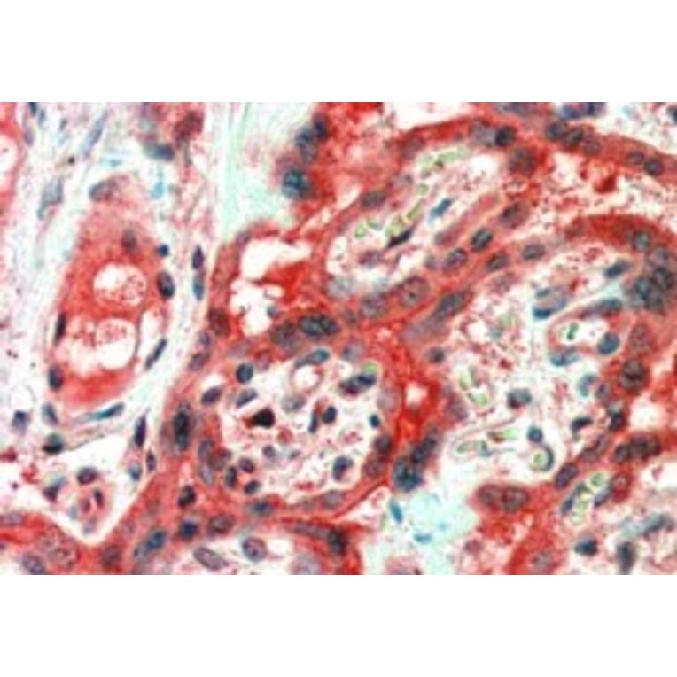 Immunohistochemistry - Anti-FAIM1 Antibody (A83464) - Antibodies.com