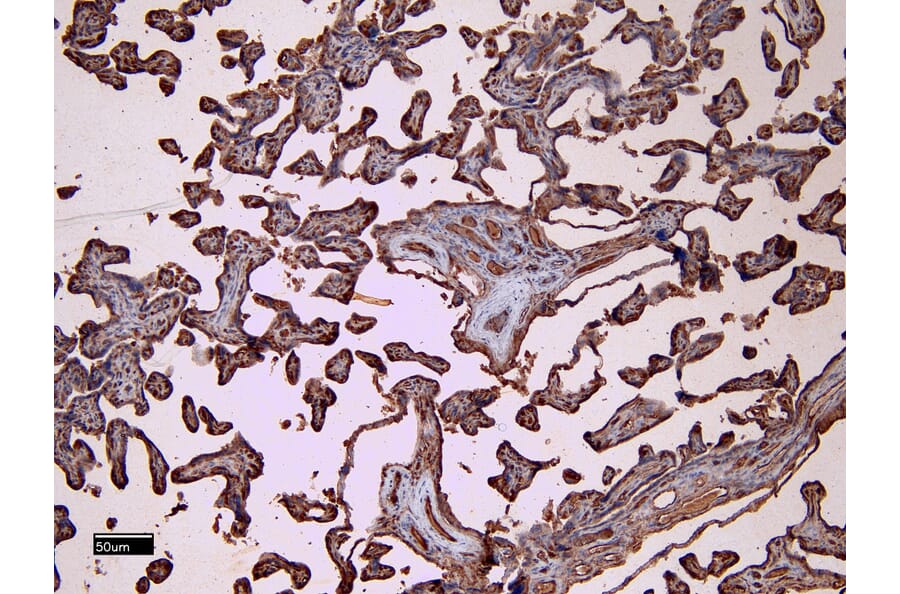 Immunohistochemistry - Anti-CD32 Antibody (A83465) - Antibodies.com