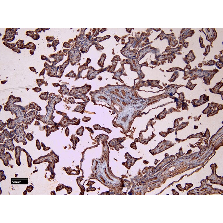 Immunohistochemistry - Anti-CD32 Antibody (A83465) - Antibodies.com