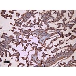 Immunohistochemistry - Anti-CD32 Antibody (A83465) - Antibodies.com