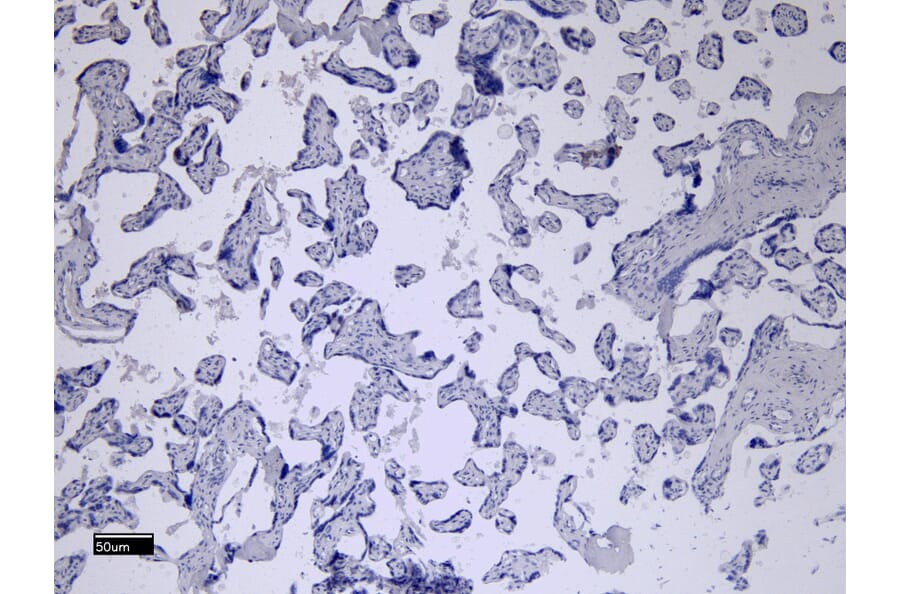 Immunohistochemistry - Anti-CD32 Antibody (A83465) - Antibodies.com