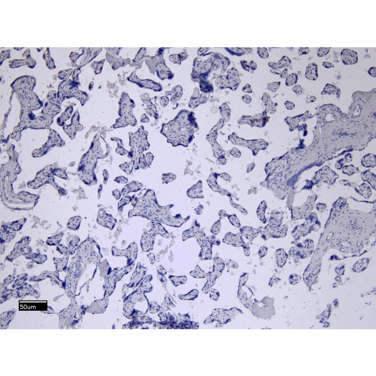 Immunohistochemistry - Anti-CD32 Antibody (A83465) - Antibodies.com