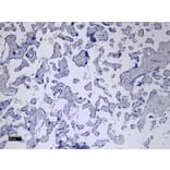 Immunohistochemistry - Anti-CD32 Antibody (A83465) - Antibodies.com