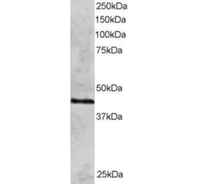 Western Blot - Anti-Rad51C Antibody (A83469) - Antibodies.com