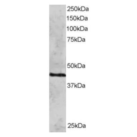 Western Blot - Anti-Rad51C Antibody (A83469) - Antibodies.com