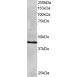 Western Blot - Anti-Rad51C Antibody (A83469) - Antibodies.com