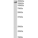 Western Blot - Anti-CACNA1C Antibody (A83471) - Antibodies.com