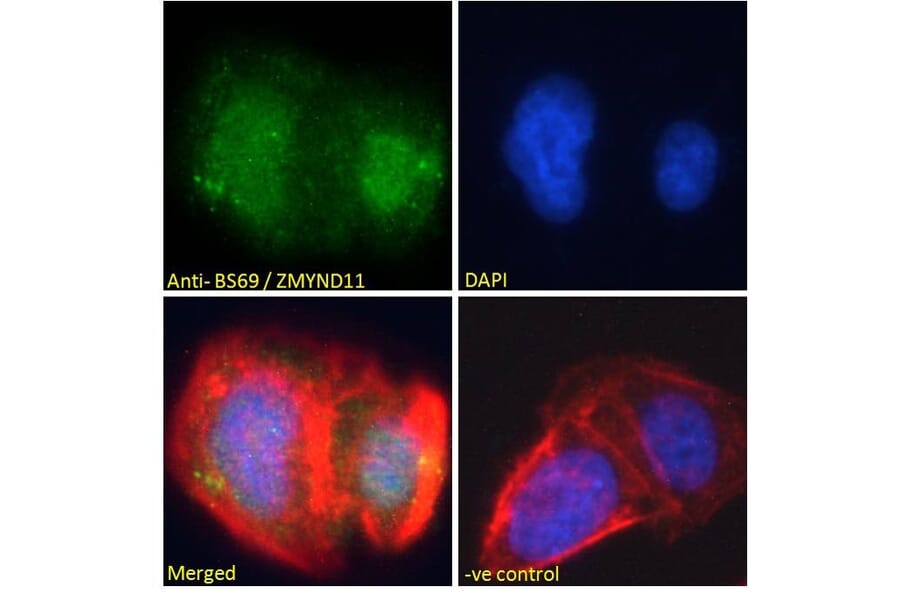 Immunofluorescence - Anti-BS69 Antibody (A83472) - Antibodies.com