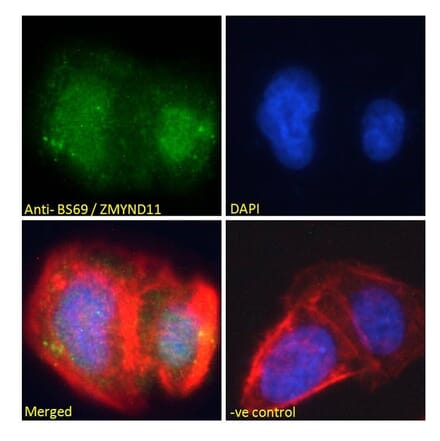 Immunofluorescence - Anti-BS69 Antibody (A83472) - Antibodies.com