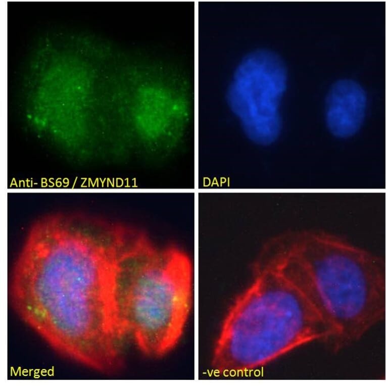 Immunofluorescence - Anti-BS69 Antibody (A83472) - Antibodies.com