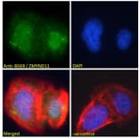 Immunofluorescence - Anti-BS69 Antibody (A83472) - Antibodies.com