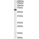 Western Blot - Anti-PUF60/FIR Antibody (A83473) - Antibodies.com
