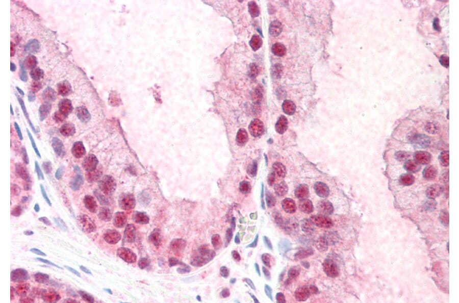 Immunohistochemistry - Anti-PUF60/FIR Antibody (A83473) - Antibodies.com
