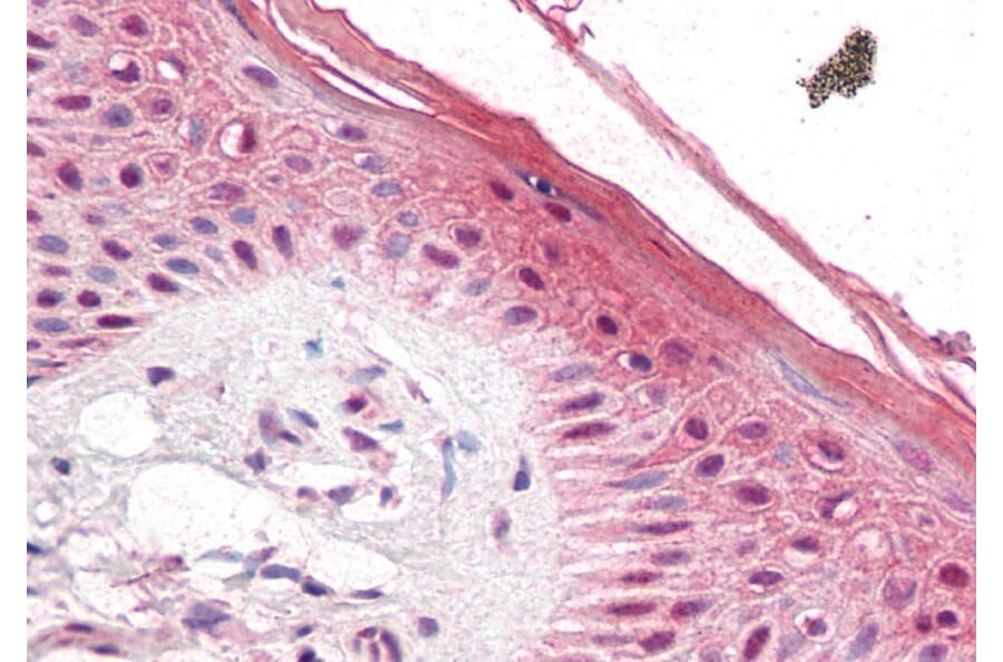 Immunohistochemistry - Anti-PUF60/FIR Antibody (A83473) - Antibodies.com