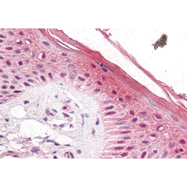 Immunohistochemistry - Anti-PUF60/FIR Antibody (A83473) - Antibodies.com