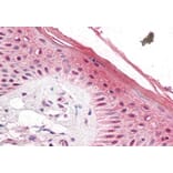 Immunohistochemistry - Anti-PUF60/FIR Antibody (A83473) - Antibodies.com